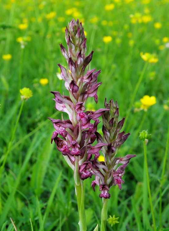 Orchidee del Chianti 2009